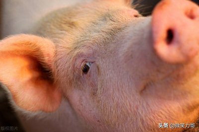 ​谈谈猪流感的症状和治疗