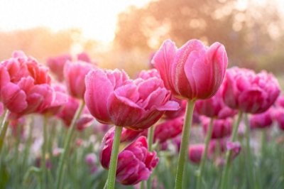 ​郁金香___荷兰的骄傲