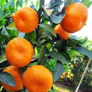 ​砂糖桔为何变成了“杀人桔”？