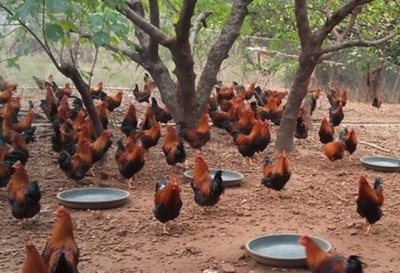 ​农村办个小型养鸡场需要哪些投资？