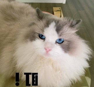 ​滑稽趣事：笑料百出的日常生活