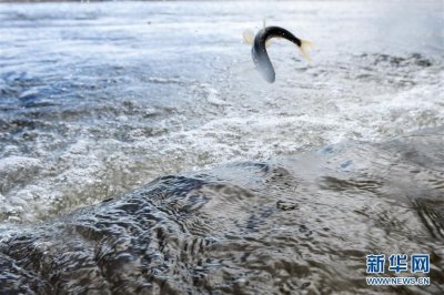 ​青海一条鱼：从濒临灭绝到鱼翔浅底
