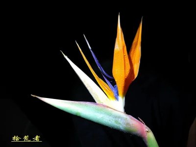 ​鹤望兰即天堂鸟，有“鲜切花之王”之称