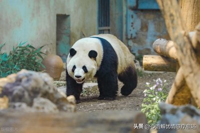 ​萌兰 —— 熊猫界的 “喜剧之王” 兼 “西直门显眼包”