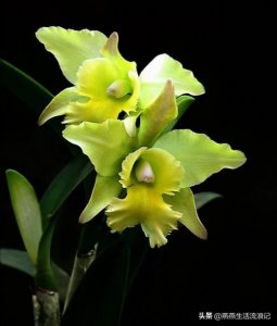 ​清新脱俗、雍容华贵、艳而不妖的兰之王后卡特兰