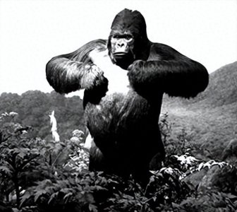 ​科学家真坏，这下所有人都知道了，浓眉大眼的大猩猩丁丁竟这么小