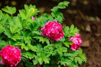 ​牡丹种植技术指南，帮助您成功栽培出美丽的牡丹花