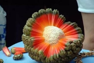 ​露兜树上露兜果☞露兜树下你和我，这么漂亮的果子，你见过嘛