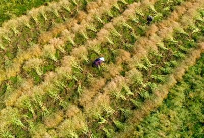 ​油菜开花后多久可以收割了？收割油菜籽有哪些注意事项？看完懂了