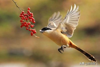 ​伯劳鸟入手常识