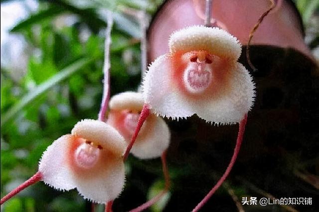 新流行的宾利车标(奇葩冷知识大赏)(12)