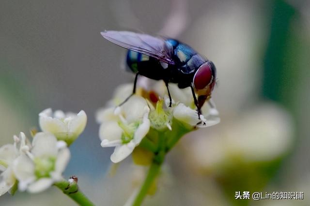 新流行的宾利车标(奇葩冷知识大赏)(7)